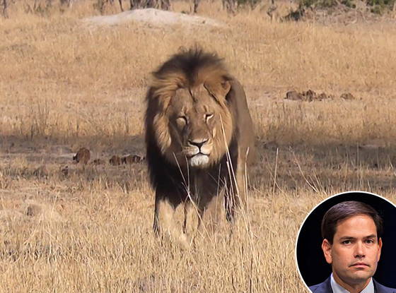 Cecil The Lion, Marco Rubio Cecil The Lion, Marco Rubio